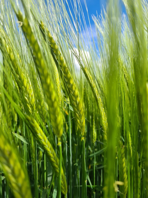 Chuỗi Giá Trị Sinh Thái & Giá Trị Công Nghiệp