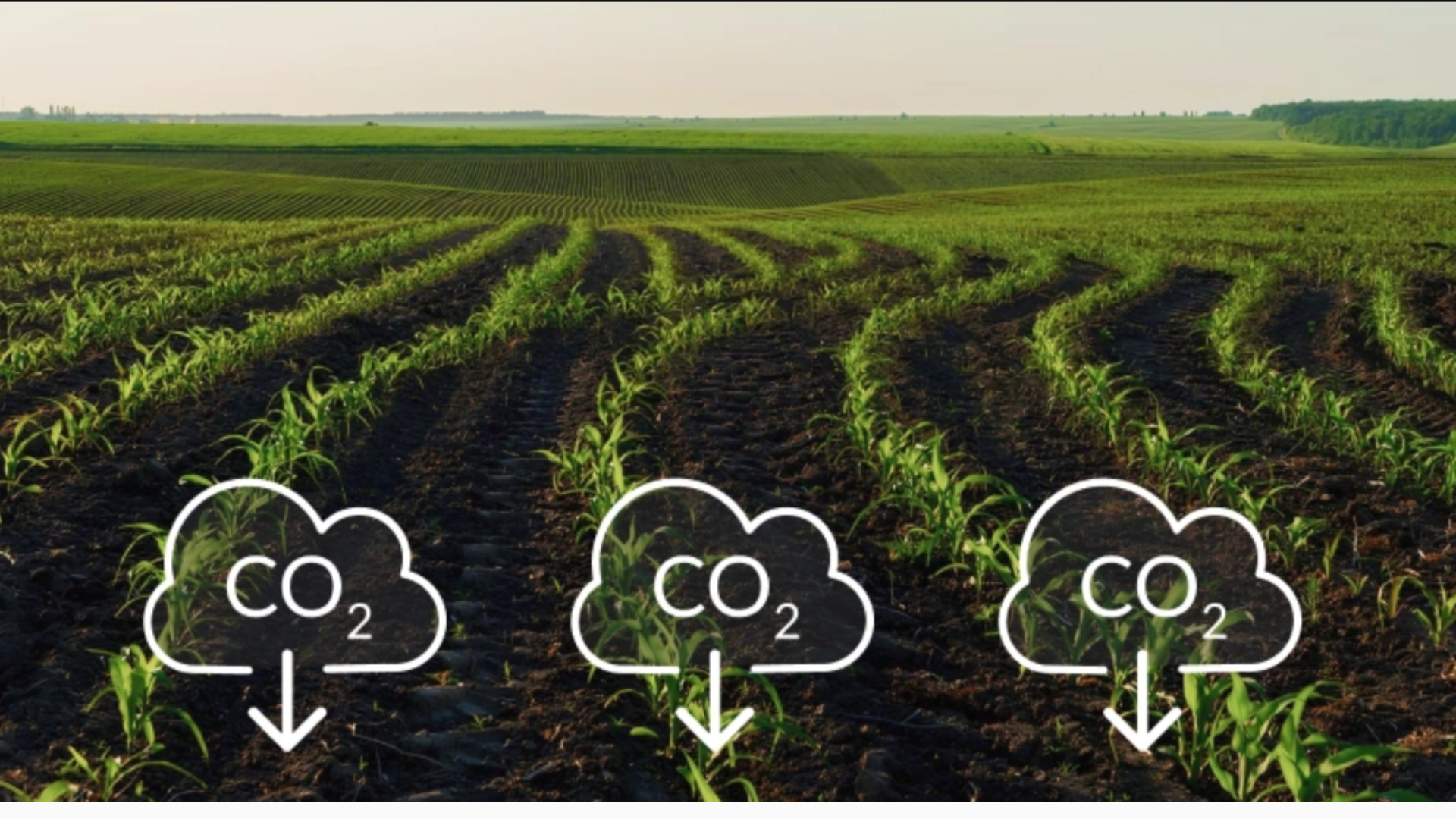 Canh Tác Carbon: Là Gì Và Triển Khai Như Thế Nào?