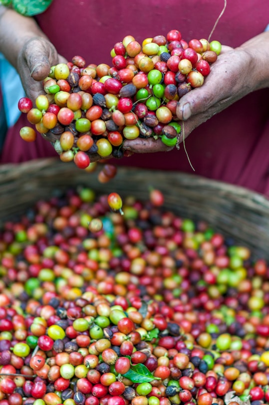 Chuỗi Giá Trị Liên Kết